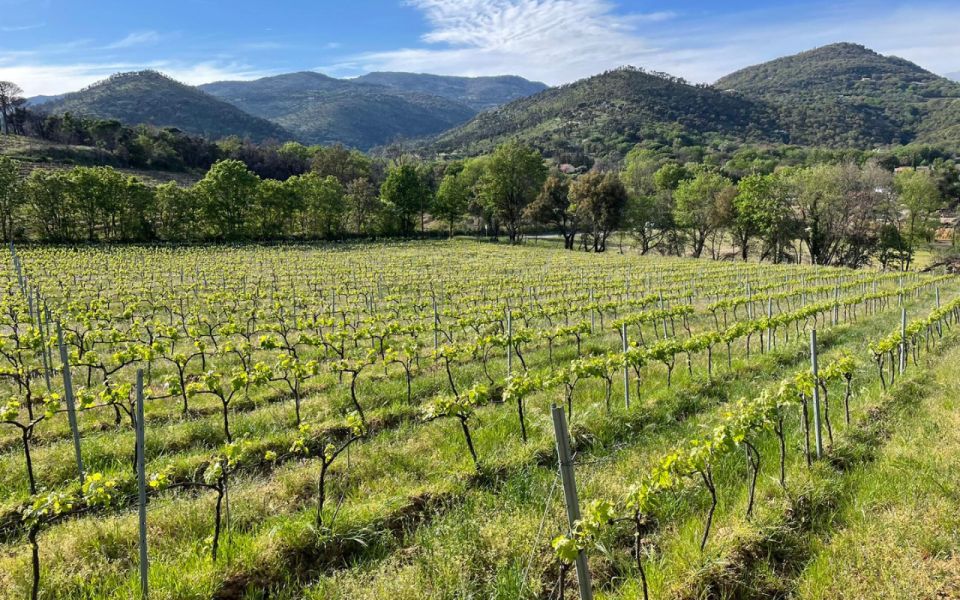 Small Group Wine Tour From Saint-Tropez - Types of Wines Offered