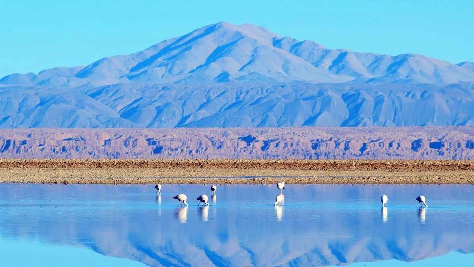 Snails: Red Stones of Atacama and Chaxa Guided Day Trip - Wildlife Observation Opportunities