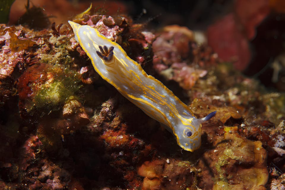 Snorkeling Experience and Dinghy Tour From Genoa to Recco - Inclusions of the Tour