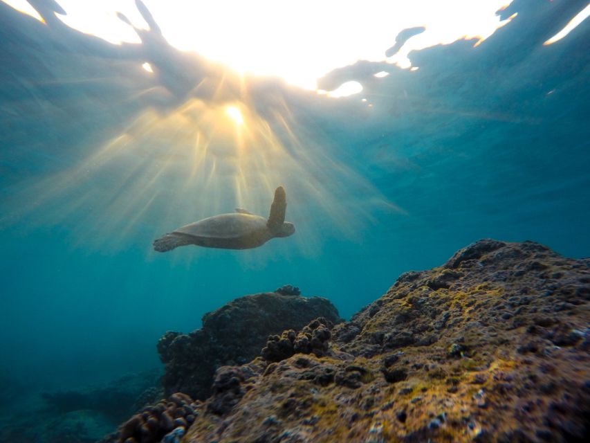 Snorkeling Safari in Mirissa - Snorkeling Highlights