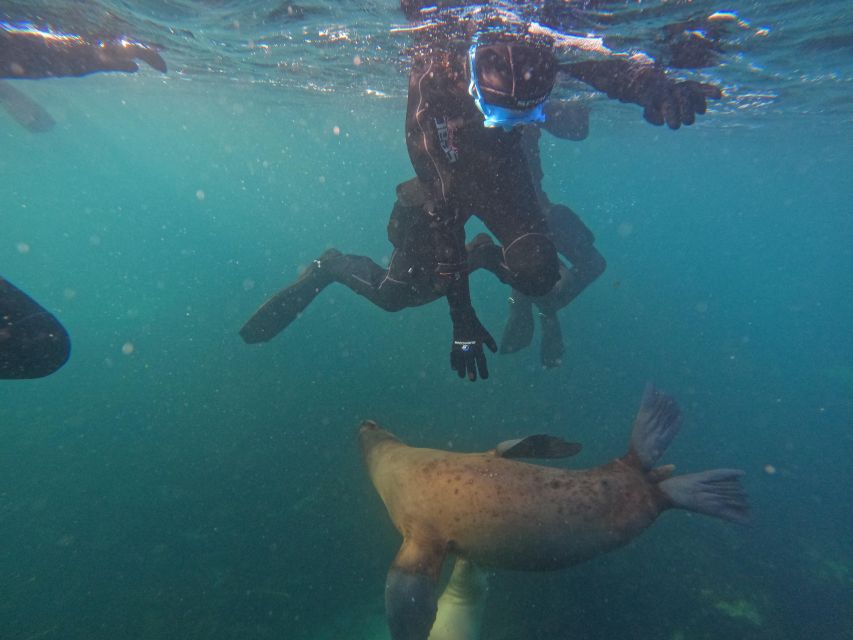 Snorkeling With Sea Lions - Participant Requirements