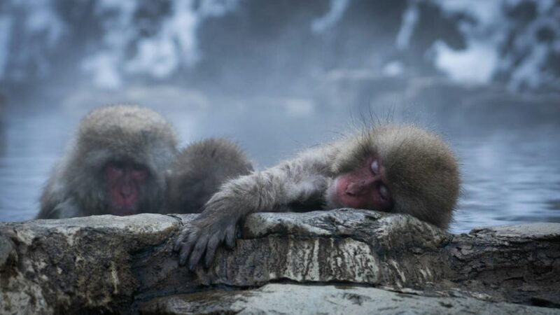 Snow Monkey, Zenko Ji Temple, Sake in Nagano Tour - Sake Tasting Experience