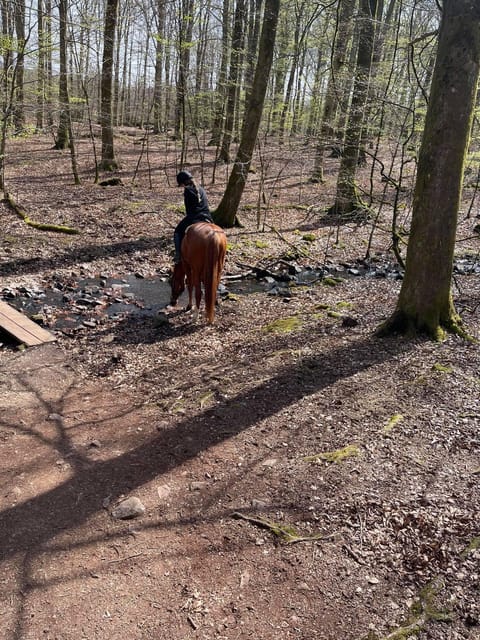 Söderåsen National Park: Horseback Riding Vacation 4 Nights - Scenic Trails and Views