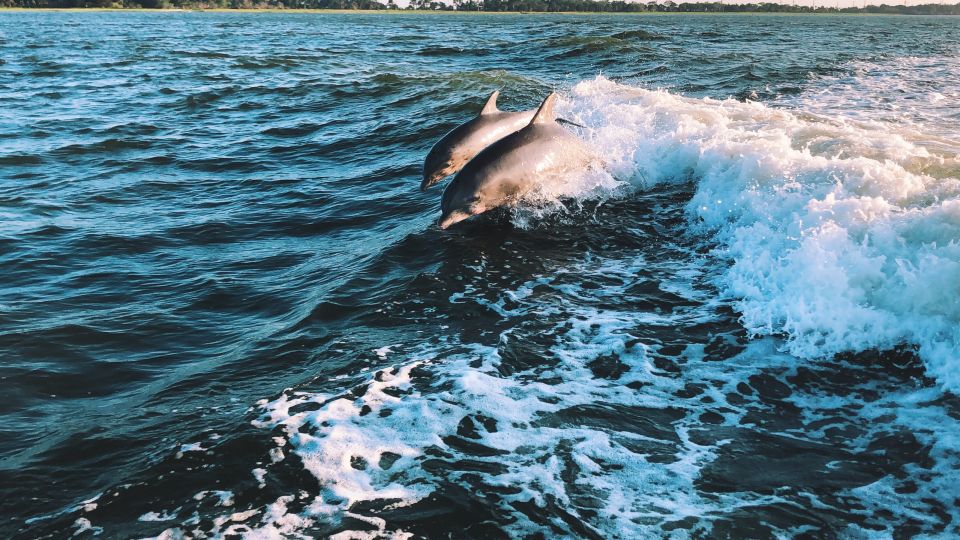 Sotogrande: Dolphin Watching Boat Trip With Drink - Meeting Point