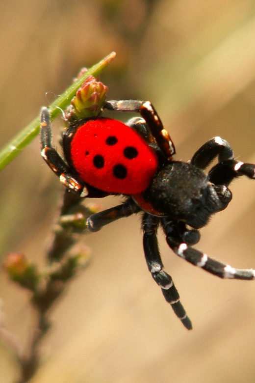 SPIDERS - WATCHING - Guided Experience and Learning