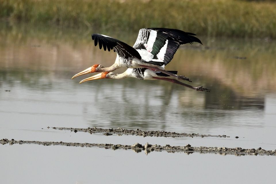 Sri Lanka Bentota: Mangrove Lagoon and River Cruise - Inclusions and Restrictions