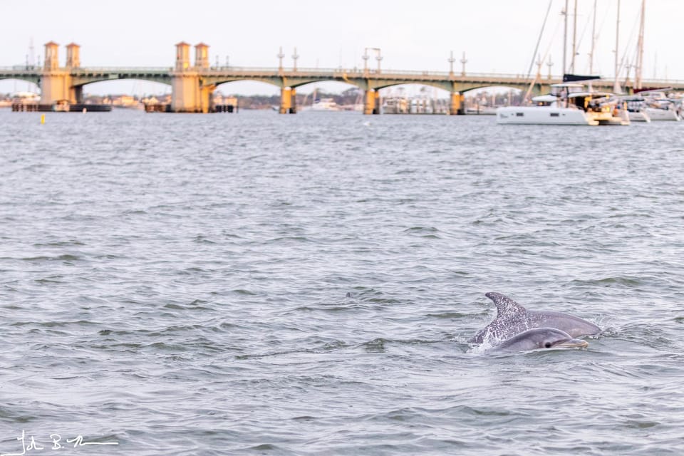 St. Augustine: Dolphin Bay Wildlife and Local History Cruise - Cruise Details