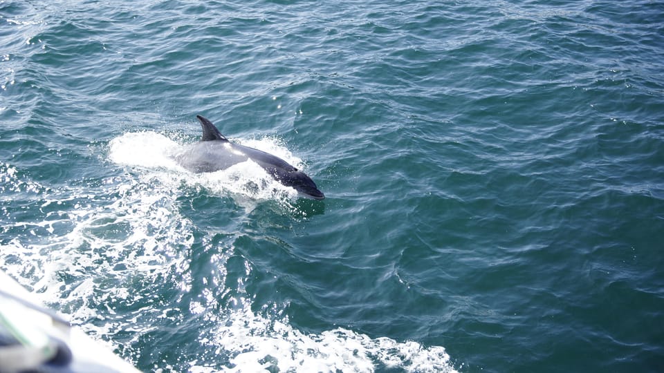 St.Augustine: Dolphin Watch & Historical Harbor Tour +Drinks - Departure Location