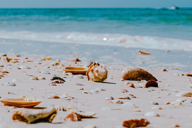 St. Pete Dolphin Watching and Shelling Adventure - Shelling Opportunities Explained