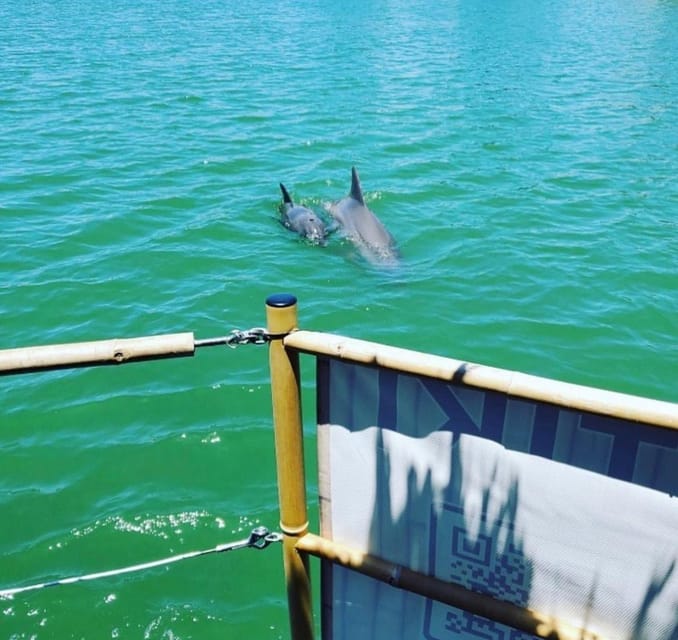 St. Petersburg, FL: St. Pete Pier Tiki Cruise - Opportunity to See Marine Life