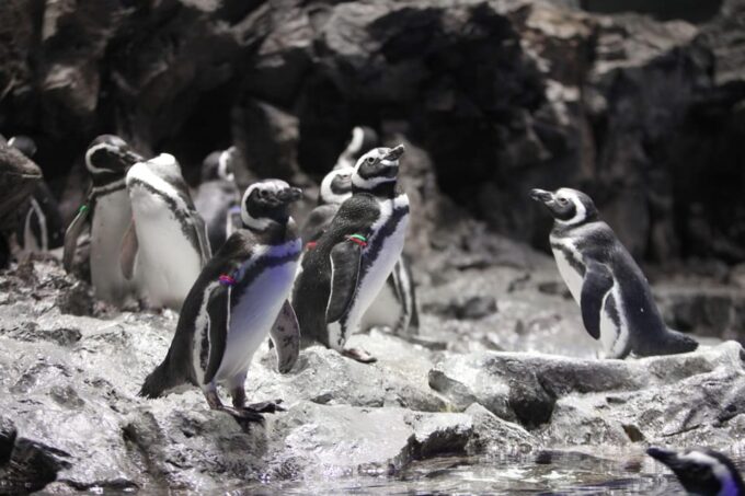Sumida Aquarium Admission Ticket - Accessibility and Amenities