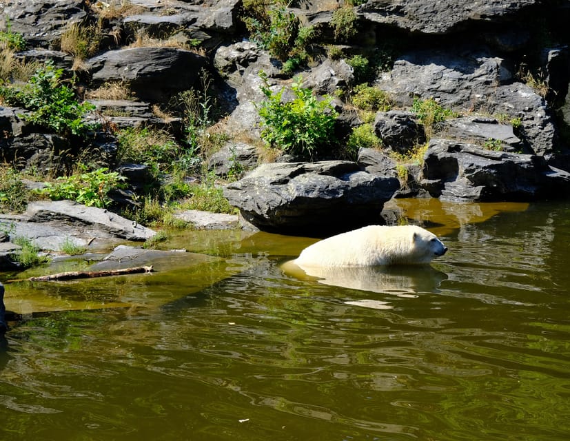 Summer Tour From Rovaniemi: Korouoma Waterfall and Ranua Zoo - Inclusions of the Tour