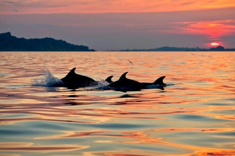 Sunrise Kayak Tour With Snorkeling and Breakfast - Inclusion and Exclusion