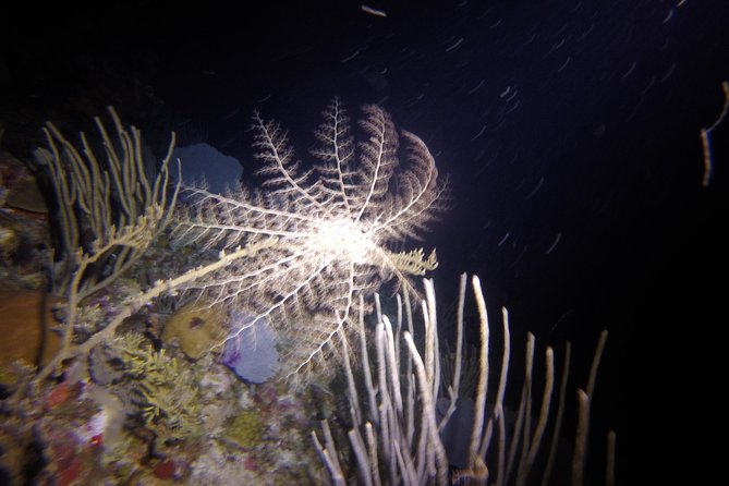 Sunset Night Dive for Certified Divers in St Thomas - What to Expect Underwater