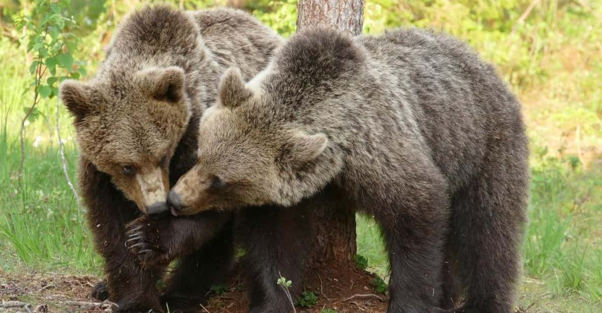 Suomussalmi, Finland: Bear Watching and Photography Night - Preparation Tips