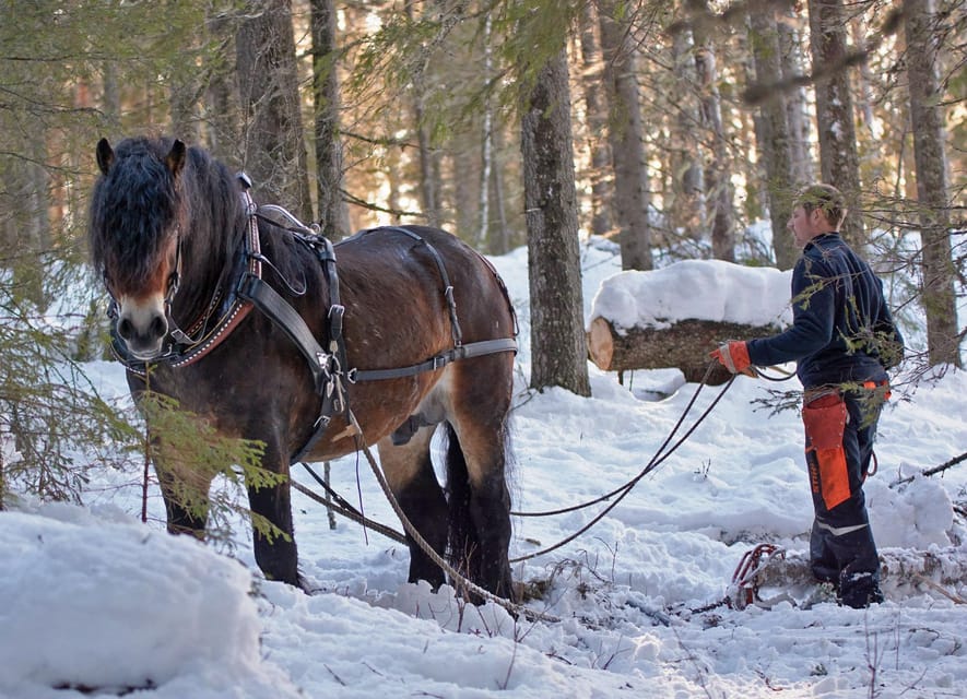 Sweden: Work in the Forest With Horses - Important Information to Note