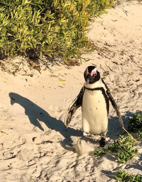 Swim With Penguins at Boulders Beach Penguin Colony - Meeting and Pickup Information