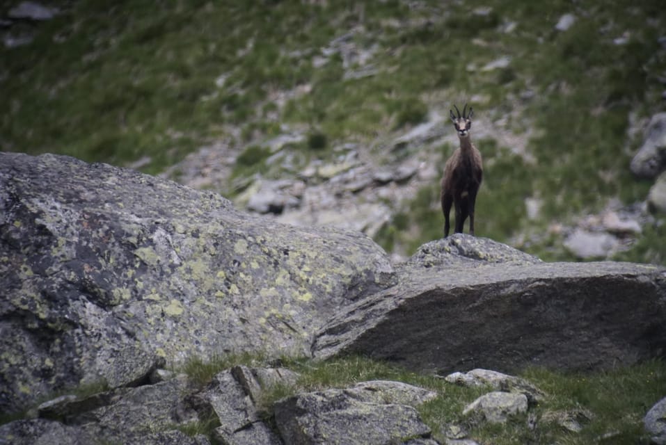 Switzerland: Closer to Nature. Private Nature Safaris - Wildlife Observation Insights