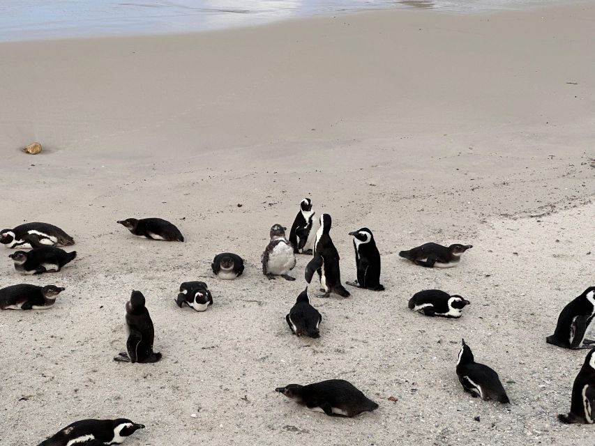 Table Mountain, Cape Point & Penguins Tour With Park Fees - Inclusions