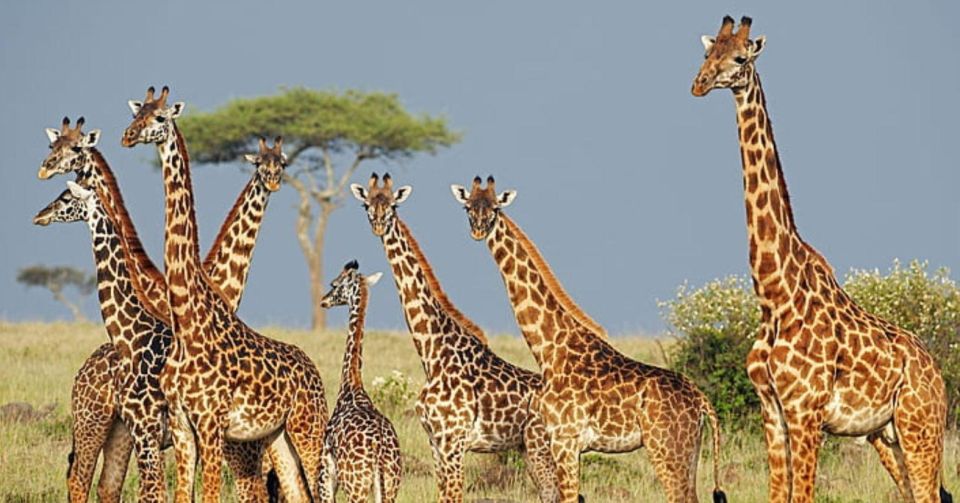 Tala Game Reserve Full Day Tour From Durban - Good To Know