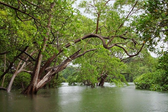 Tamarindo Kayak Estuary Mangrove Tour - Meeting and Pickup