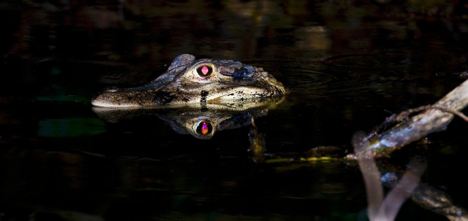 Tambopata: Search for Caimans in the Amazon | Night Tour | - Inclusions and Exclusions