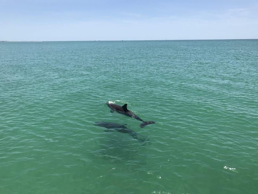 Tampa Bay: Dolphin Shelling Snorkeling Cruise - Important Safety Information