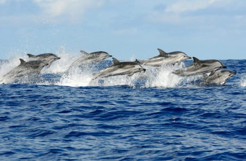 Taormina Dolphin Tour - Customer Reviews and Ratings