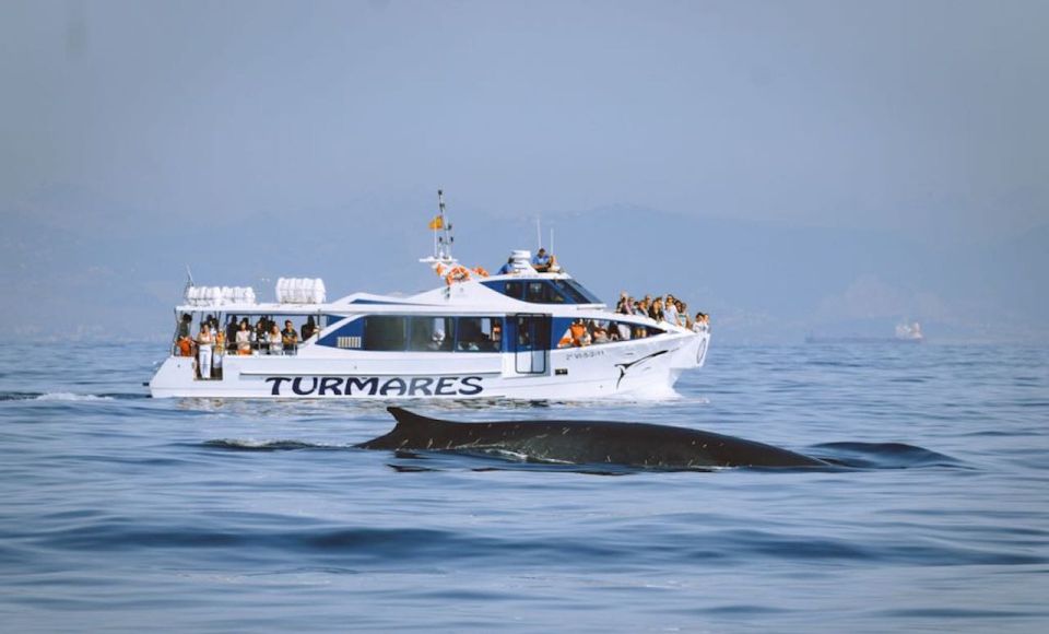 Tarifa: Whale & Dolphin Watching in the Strait of Gibraltar - Inclusions and What to Bring