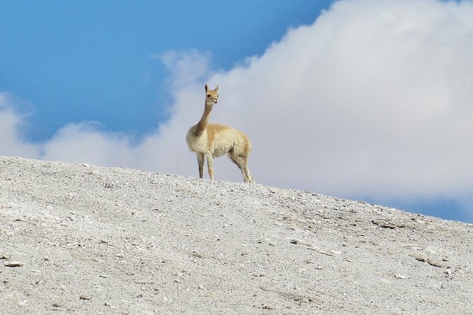 Tatio Geysers - Frequently Asked Questions