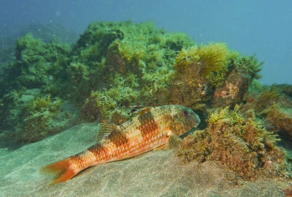 Tenerife: 3 Day/6 Dives Open Water Diver Course - Frequently Asked Questions