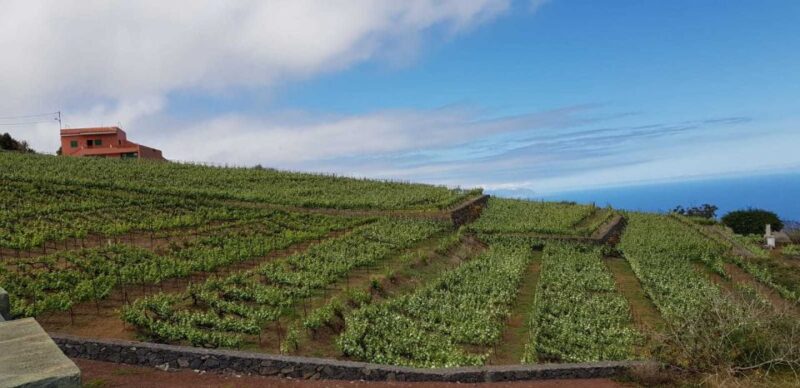 Tenerife: 4-Hour Gauchinche Food Tour - Cancellation Policy