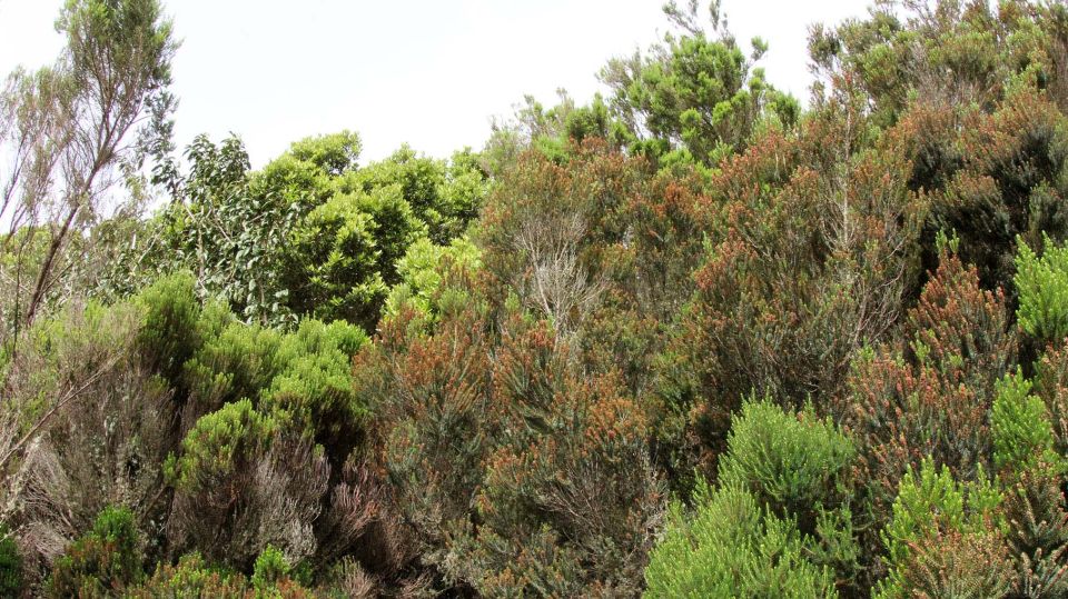 Tenerife: Guided Mindful Hike in Anaga Biosphere Reserve - Tour Details