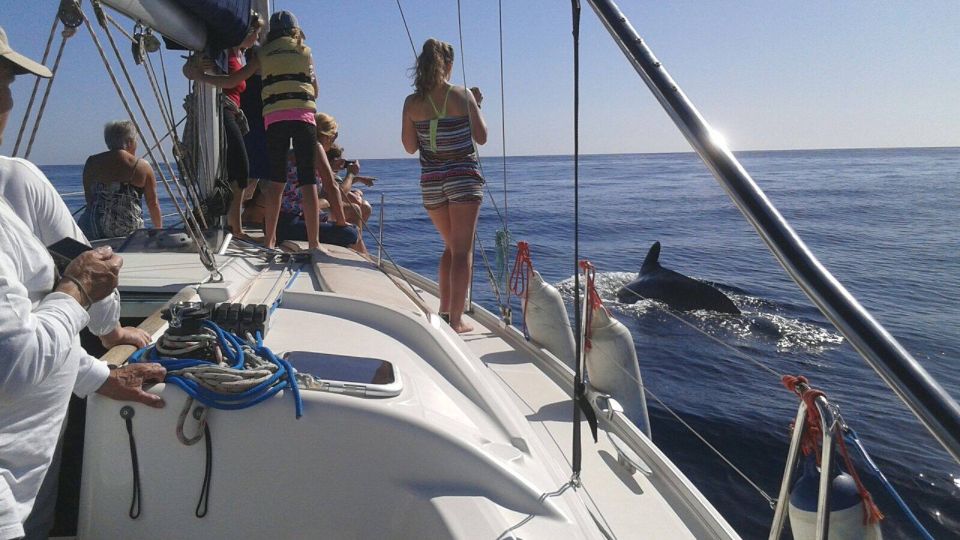 Tenerife: Private or Group 3 Hour Sailing Cruise With Drinks - Cetacean Watching