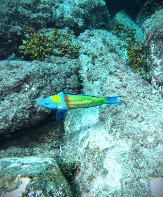Tenerife: Private Scuba Diving Experience With Photos - Important Considerations
