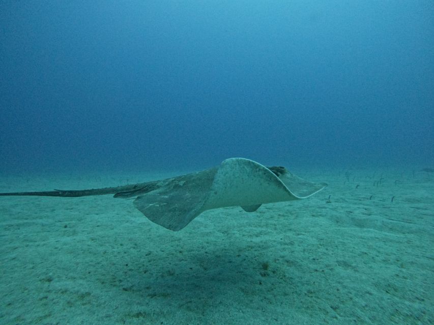 Tenerife: Puerto Colon Certified Scuba Dive by Speed Boat - Included Services