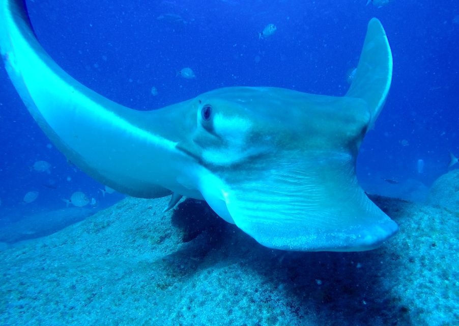 Tenerife: Scuba Diving for Certified Divers in Tenerife - Certification and Medical Requirements