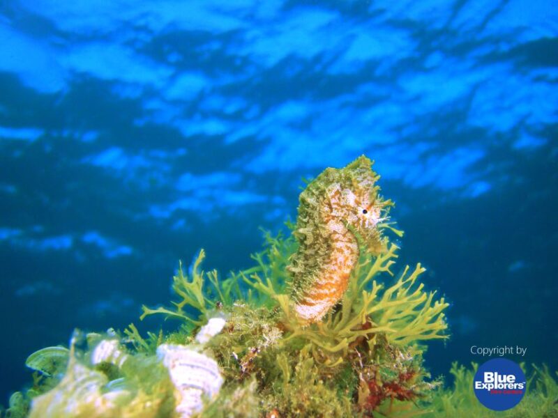 Tenerife Scuba Diving for Certified Divers - Inclusions and Equipment