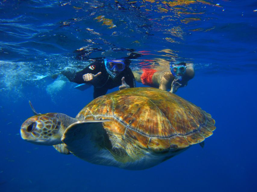 Tenerife: Snorkel With Turtles - Important Information