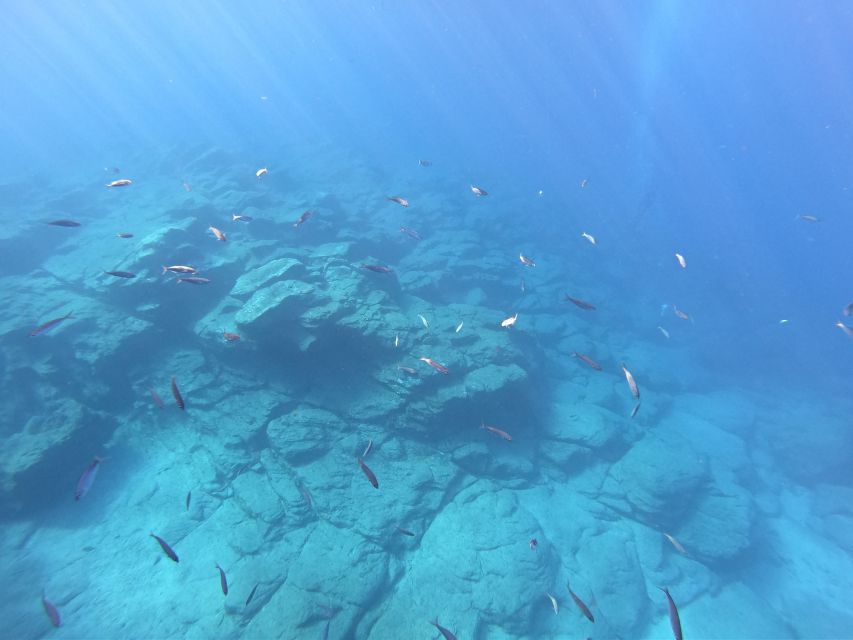 Tenerife: Underwater Lava Tongues Snorkel Excursion - Highlights of the Underwater Exploration