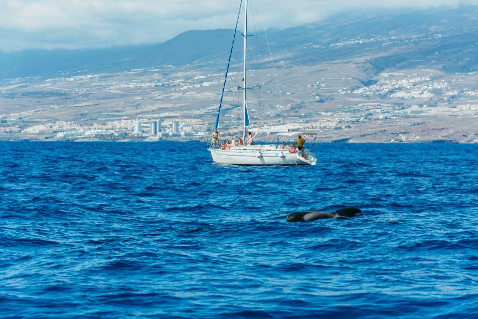 Tenerife: Whale & Dolphin Watching With Drinks and Snacks - Starting Location