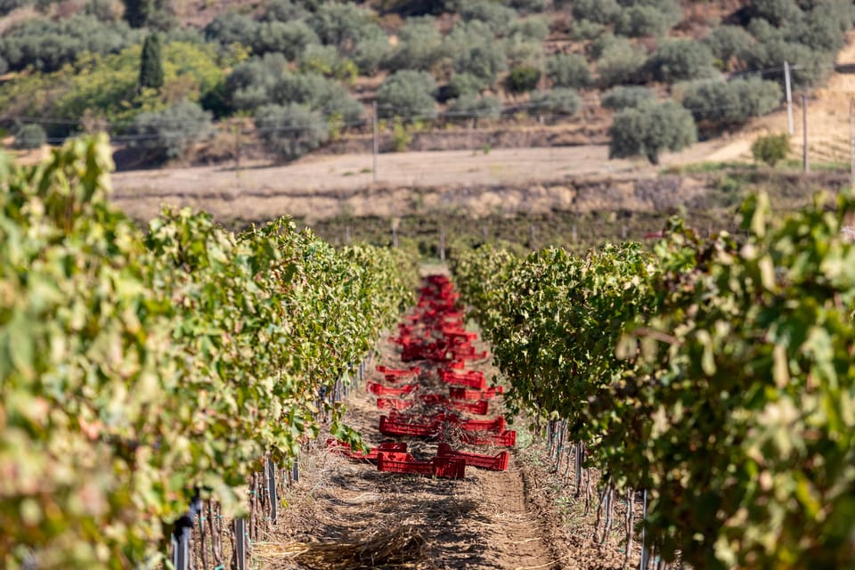 Tenuta Valle Delle Ferle: Wine & Food Tasting in Caltagirone - Experience Duration and Languages Offered