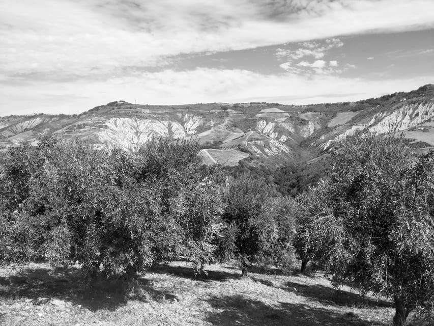 Teramo: Private Oil Mill Tour and Guided Tasting - Tasting Room Experience