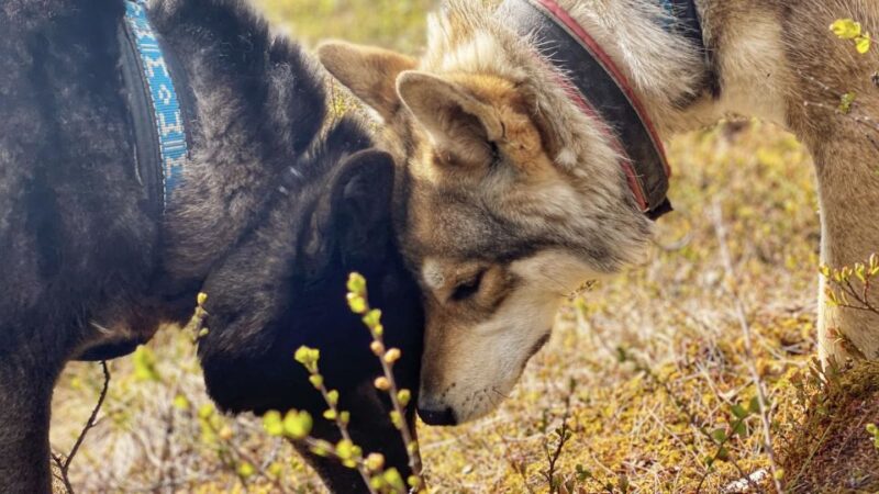 The Cuddly Wolf - Private Tour - Photography Opportunities