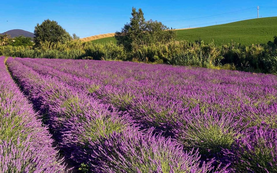 The Tuscan Lavender Field - Photography Tips