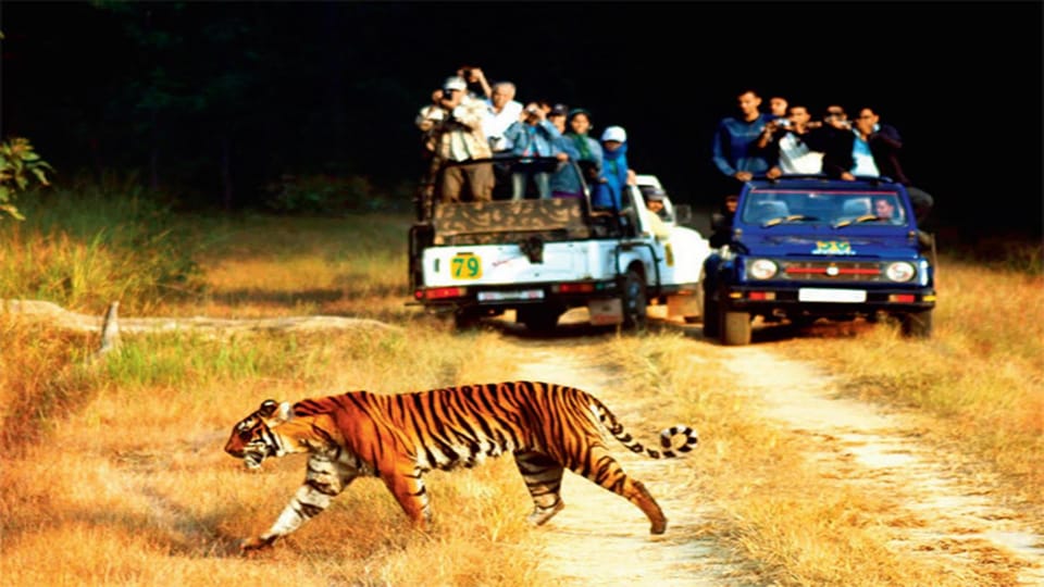 Three-Day Excursion to Jim Corbett National Park - Accommodation and Transportation