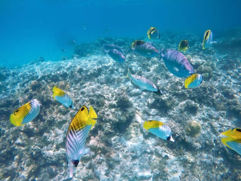 Tokashiki 1 Day : 2 Beaches Snorkeling  Summer Limited! - What to Bring