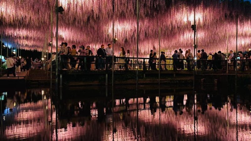 Tokyo: Ashikaga Flower Park With Entry Ticket - Whats Included in Your Ticket