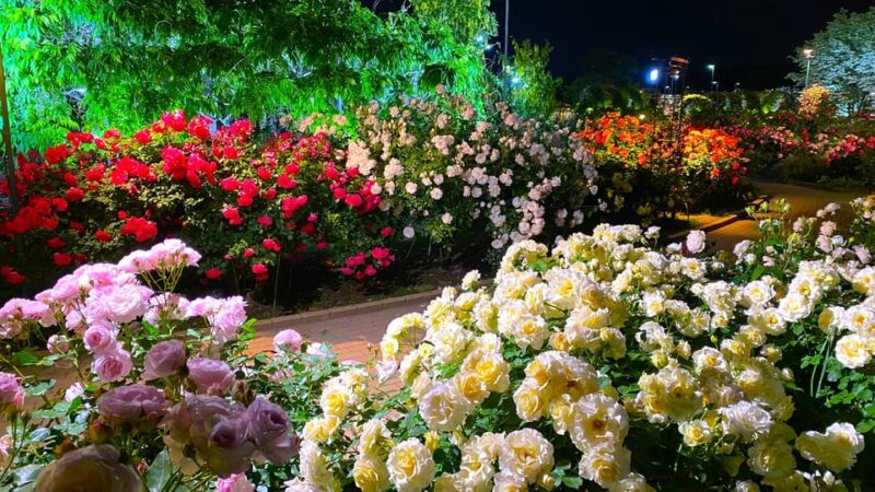 Tokyo: Ashikaga Flower Park With Entry Ticket - Transportation Options Available