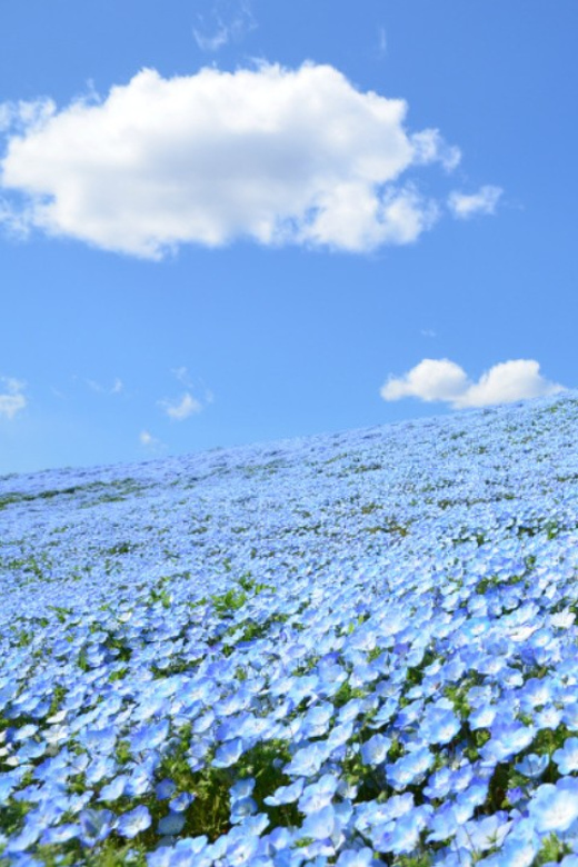 Tokyo:Hitachi Seaside Park and Aquaworld Oarai Aquarium Tour - Booking and Cancellation Policy